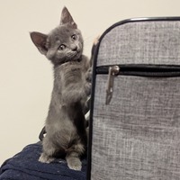 adopt a pet