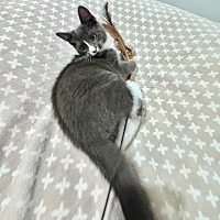 adopt a pet