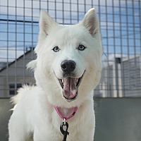 adopt a pet