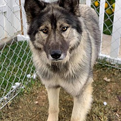 Thumbnail photo of Kodiak *FERAL Dog Needs Foster #1