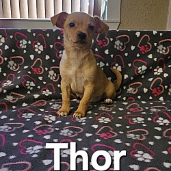 Thumbnail photo of Thor #3
