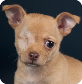 Chicago, IL - Chihuahua. Meet Blinky a Pet for Adoption.