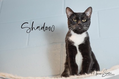 Photo of Shadow (Bonded with Panda)