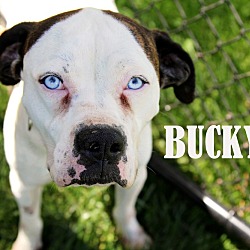 Thumbnail photo of Bucky #1