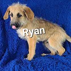 Photo of Ryan