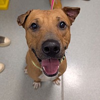 adopt a pet