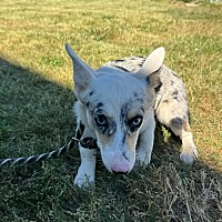 adopt a pet