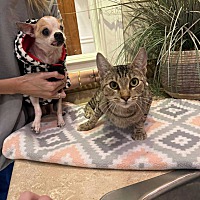 adopt a pet