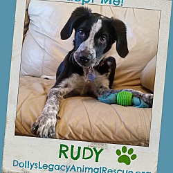 Thumbnail photo of RUDY #1