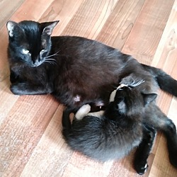 Thumbnail photo of Momma and Kittens #2