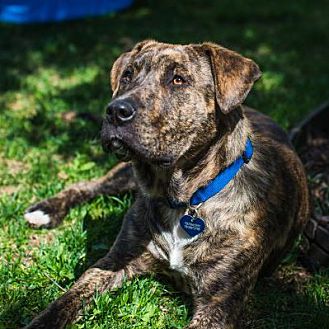 petsmart mange treatment