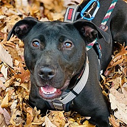 Thumbnail photo of Sooney *Adopt or Foster* #2