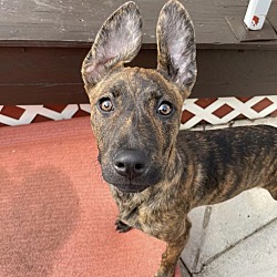 Photo of Kanga
