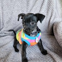 adopt-pet
