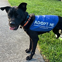 adopt a pet