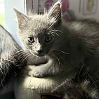 adopt a pet