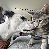 adopt a pet