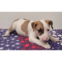 adopt-pet