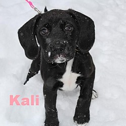 Thumbnail photo of Kali - Adopted/FTA Jan 2016 #1