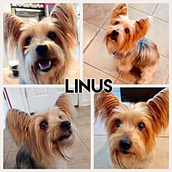 Photo of Linus