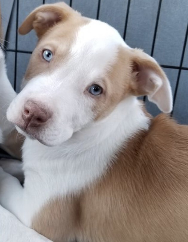 Noblesville In American Staffordshire Terrier Meet A J Ferguson A Pet For Adoption