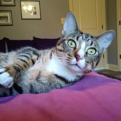 Duluth Ga Domestic Shorthair Meet Curious George A Pet For