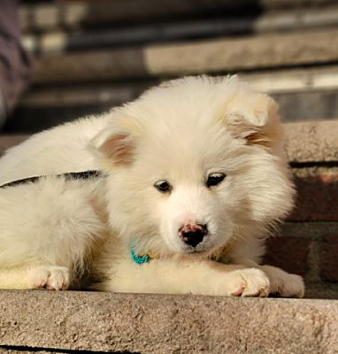 LONG ISLAND CITY NY Jindo. Meet Jin a Pet for Adoption