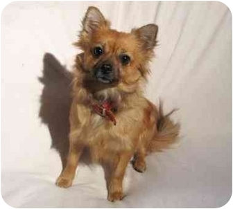 Montreal Qc Pomeranian Meet Maggie A Pet For Adoption