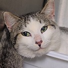 Adopt A Pet :: Dovey - Locust Grove, GA