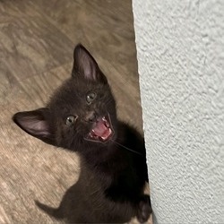 Thumbnail photo of LANI  (Black Kitten) #3
