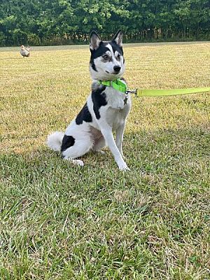 Milton, DE - Husky/Pomeranian. Meet Urania a Pet for Adoption ...