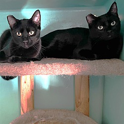 bonded pet photo