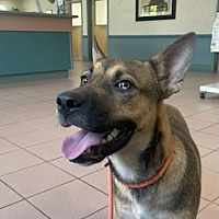 adopt a pet