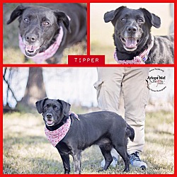 Thumbnail photo of Tipper #4