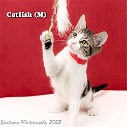 Thumbnail photo of Catfish #1