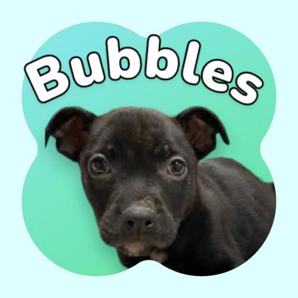 Photo of Bubbles