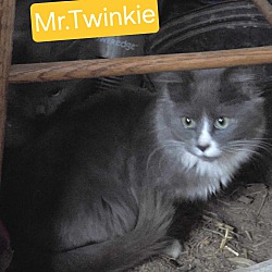Photo of Mr.Twinkie