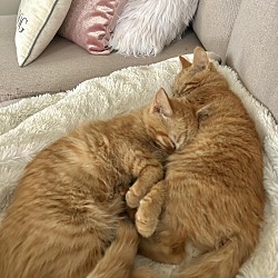 Photo of Bonded Cats