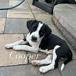 Thumbnail photo of Cooper #1