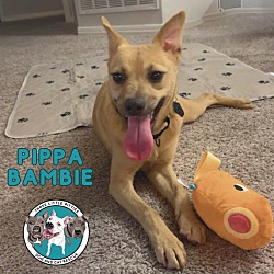 Thumbnail photo of Pippa Bambi #1