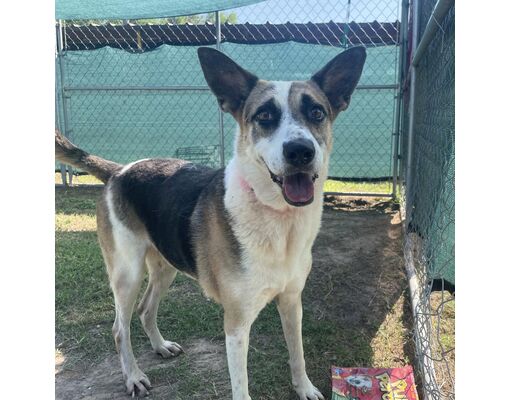 Edinburg, TX - Greater Swiss Mountain Dog/Australian Cattle Dog. Meet ...