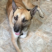 adopt a pet