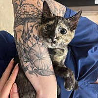 adopt a pet
