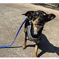 adopt-pet