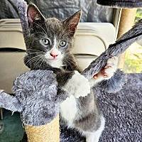 adopt a pet