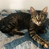 adopt-pet