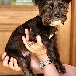 Thumbnail photo of Puppy Bigglesworth #3