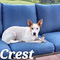 Thumbnail photo of Crest #1