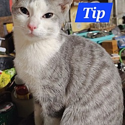Photo of Tips