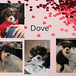 Photo of Dove